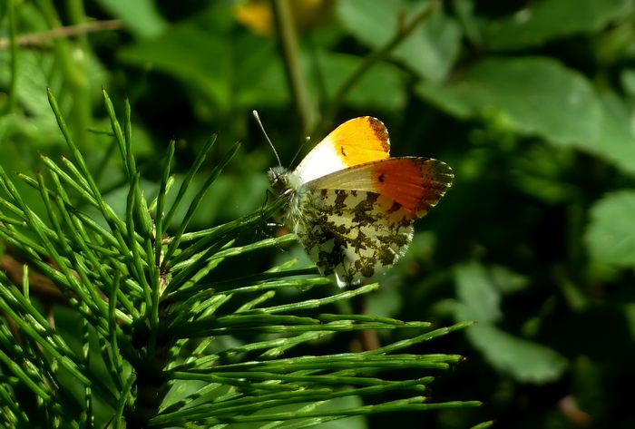 Farfalle della Val Nerina (e dintorni)